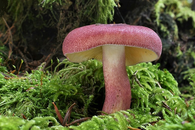 čírovec červenožltý Tricholomopsis rutilans (Schaeff.) Singer