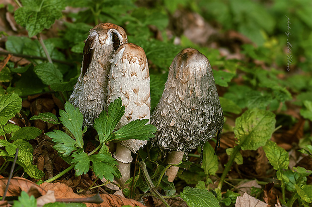 hnojník obyčajný Coprinus comatus (O.F. Müll.) Pers.