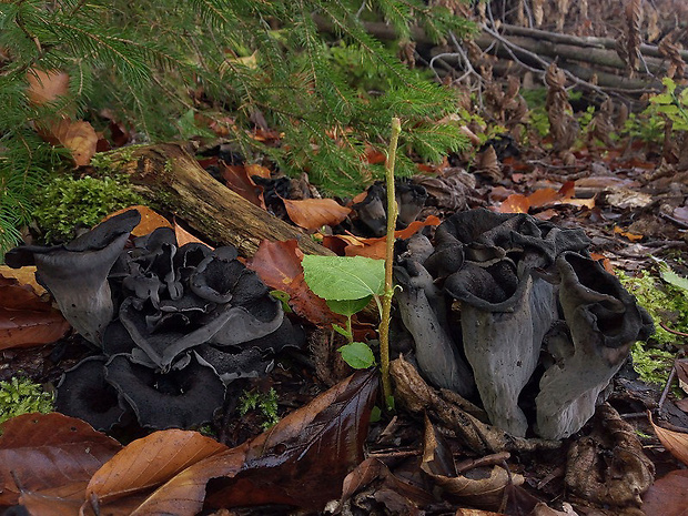 lievik trúbkovitý Craterellus cornucopioides (L.) Pers.