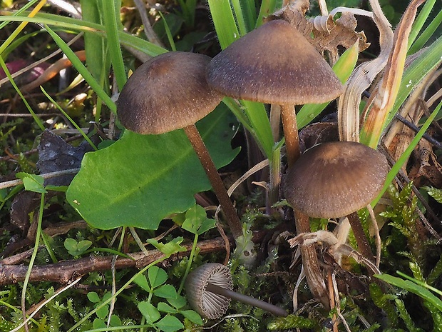 hodvábnica Entoloma papillatum