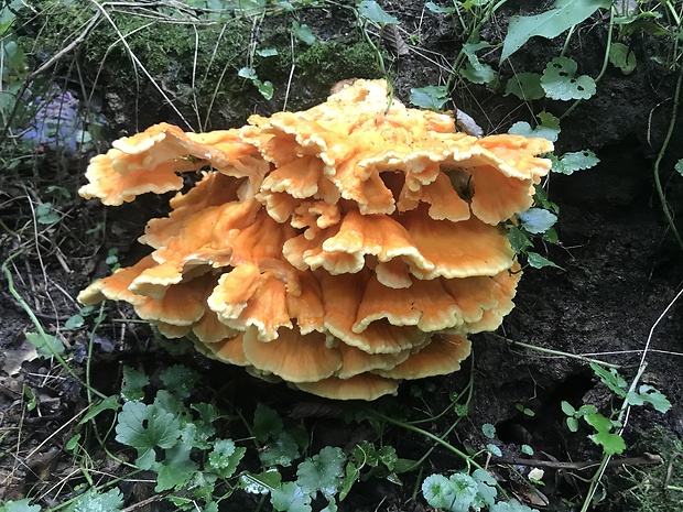 sírovec obyčajný Laetiporus sulphureus (Bull.) Murrill