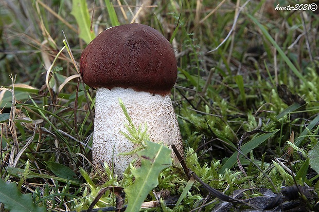 kozák dubový Leccinum aurantiacum (Bull.) Gray