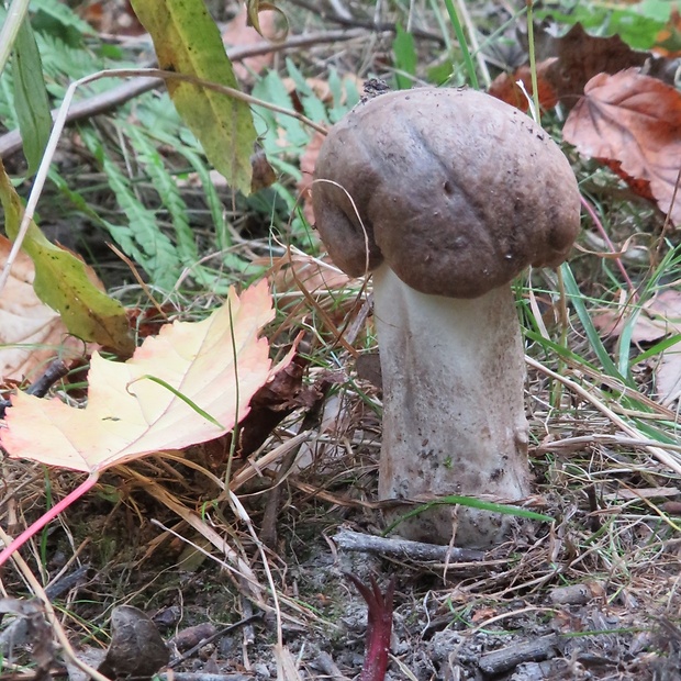 kozák sivohnedý Leccinum cyaneobasileucum Lannoy & Estadès