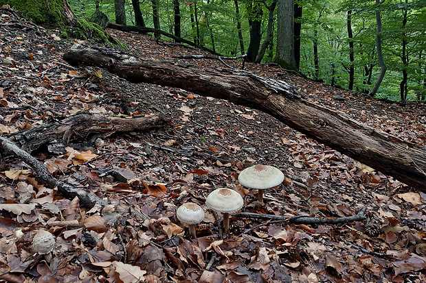 bedľa Macrolepiota sp.