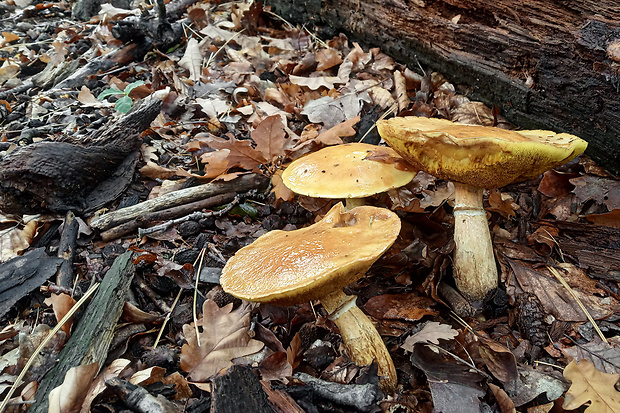 masliak smrekovcový Suillus grevillei (Klotzsch) Singer