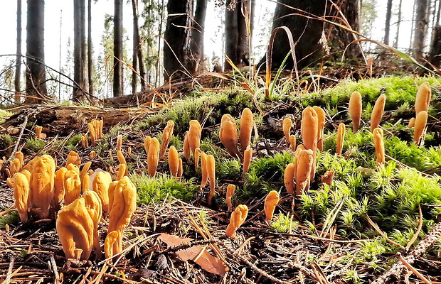 kyjak obrovský Clavariadelphus pistillaris (Fr.) Donk