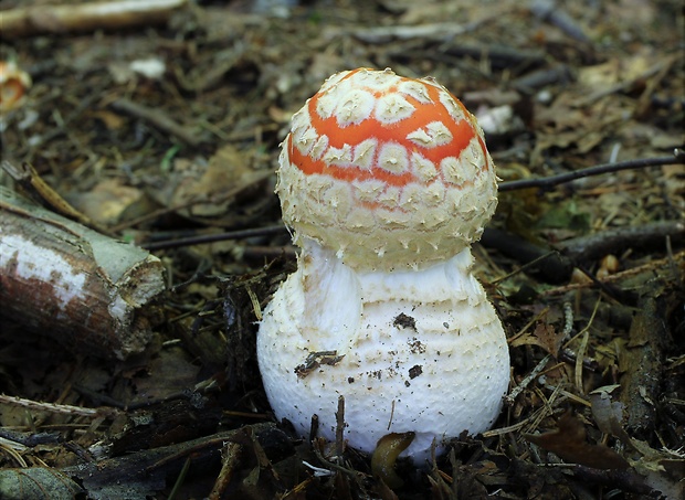 muchotrávka Amanita sp.