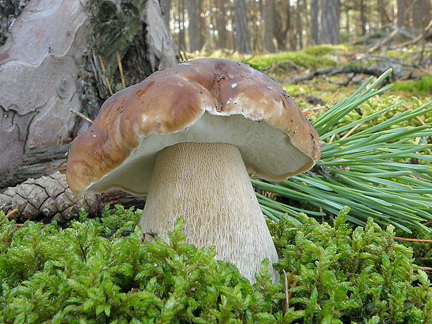 hríb smrekový Boletus edulis Bull.