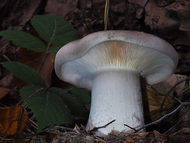 strmuľka inovaťová Clitocybe nebularis (Batsch) P. Kumm.