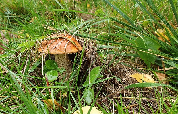 kozák osikový Leccinum albostipitatum den Bakker & Noordel.