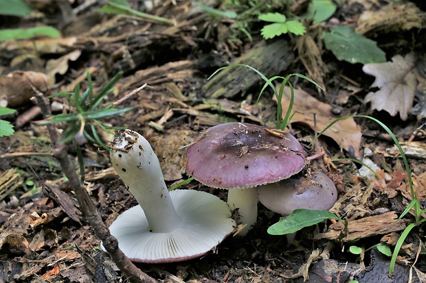 plávka Russula sp.