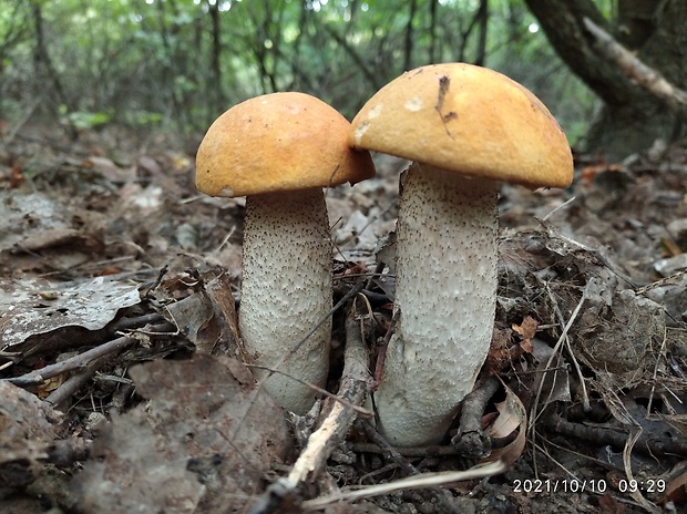 kozák osikový Leccinum albostipitatum den Bakker & Noordel.