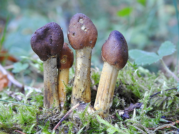 žezlovka hlavičkatá Tolypocladium capitatum (Holmsk.) Quandt, Kepler & Spatafora