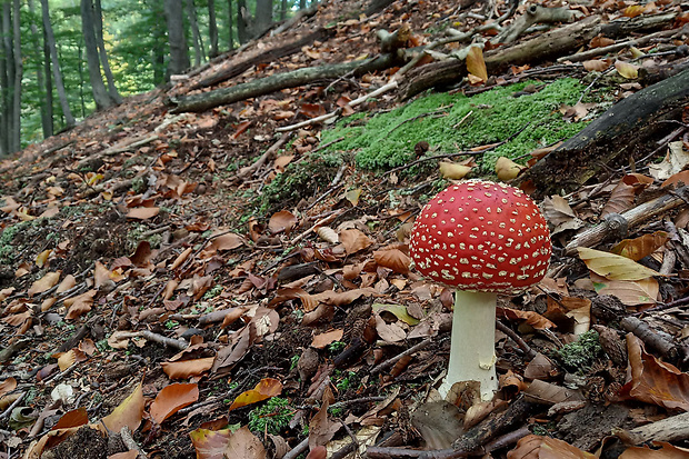 muchotrávka červená Amanita muscaria (L.) Lam.