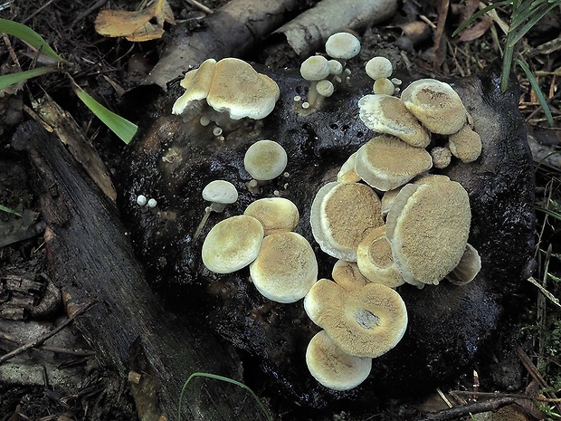 príživnica prášnicovitá Asterophora lycoperdoides (Bull.) Ditmar