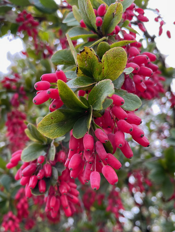 dráč obyčajný Berberis vulgaris L.