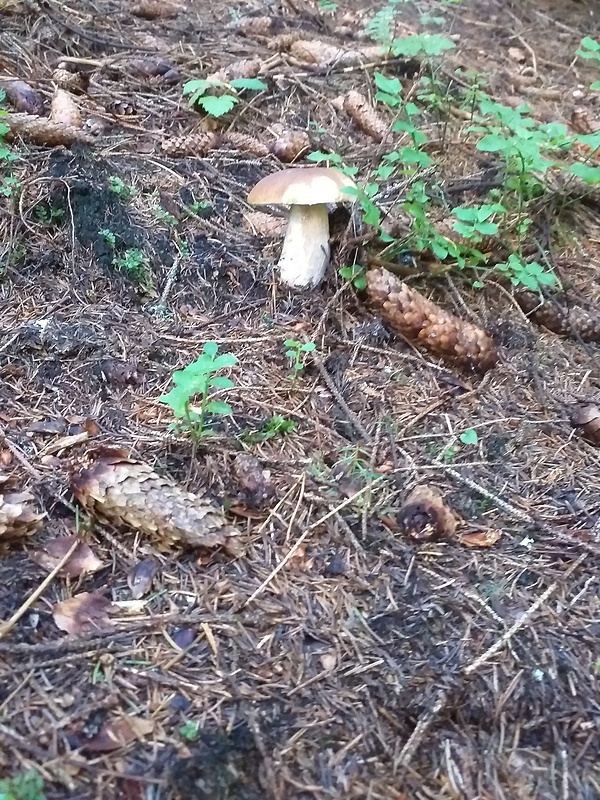 hríb smrekový Boletus edulis Bull.