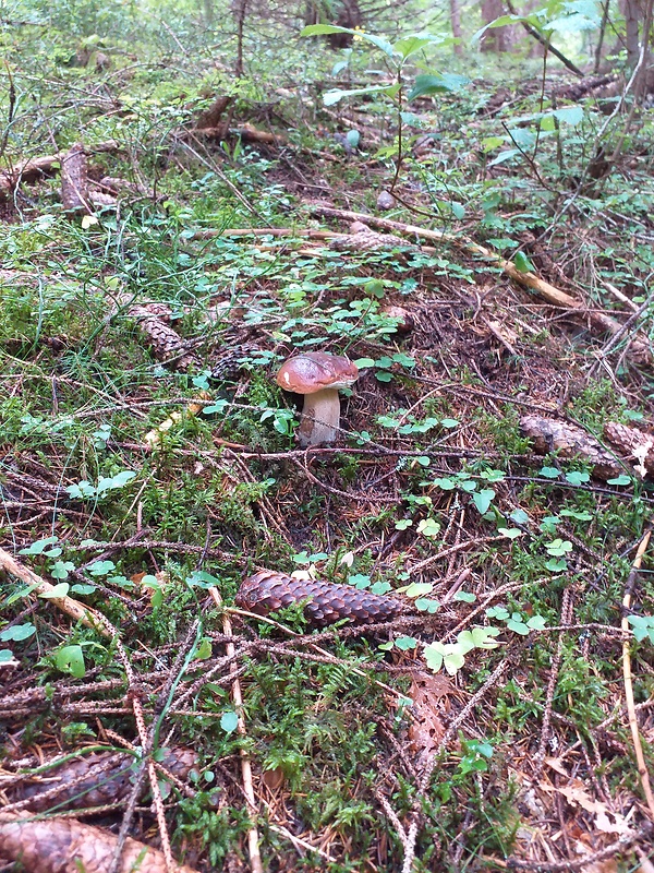 hríb smrekový Boletus edulis Bull.