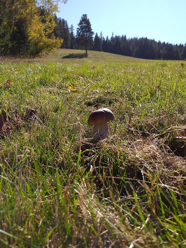 hríb smrekový Boletus edulis Bull.