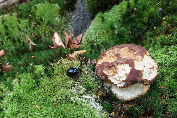 hríb sosnový Boletus pinophilus Pil. et Dermek in Pil.