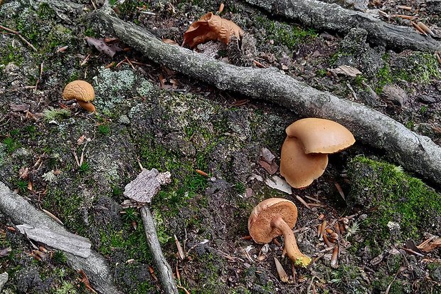 meďovec korenistý Chalciporus piperatus (Bull.) Bataille