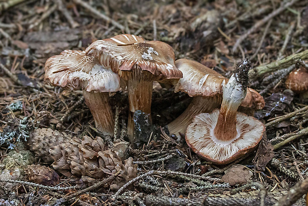 machovec obyčajný Clitopilus geminus (Paulet) Noordel. & Co-David