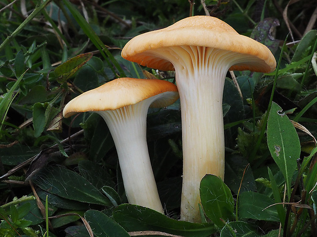 lúčnica statná Cuphophyllus pratensis (Fr.) Bon