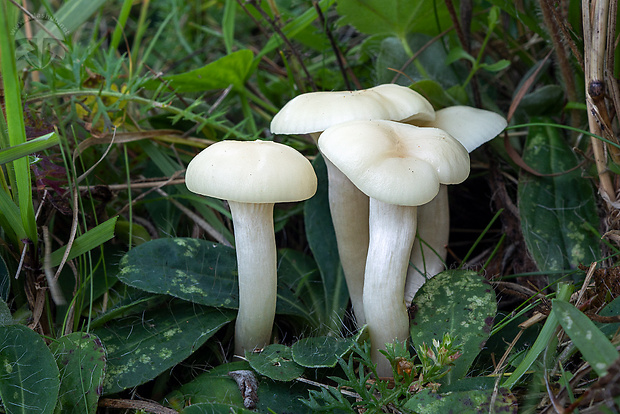 lúčnica snehobiela Cuphophyllus virgineus (Wulfen) Kovalenko