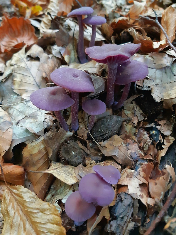 lakovka ametystová Laccaria amethystina (Huds.) Cooke