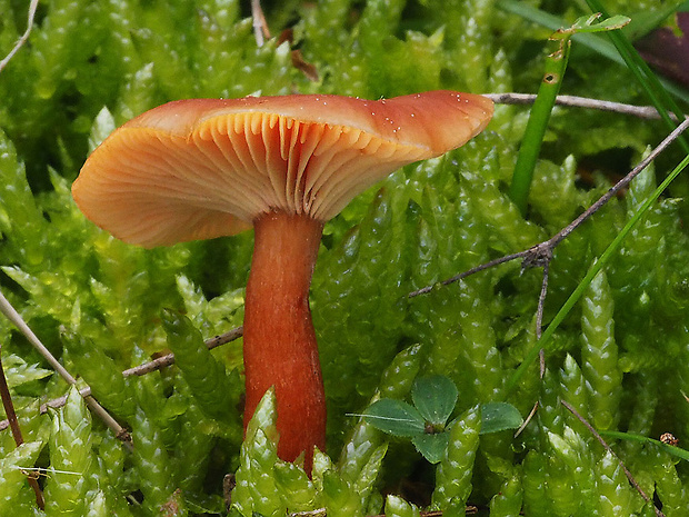 rýdzik matný Lactarius tabidus Fr.