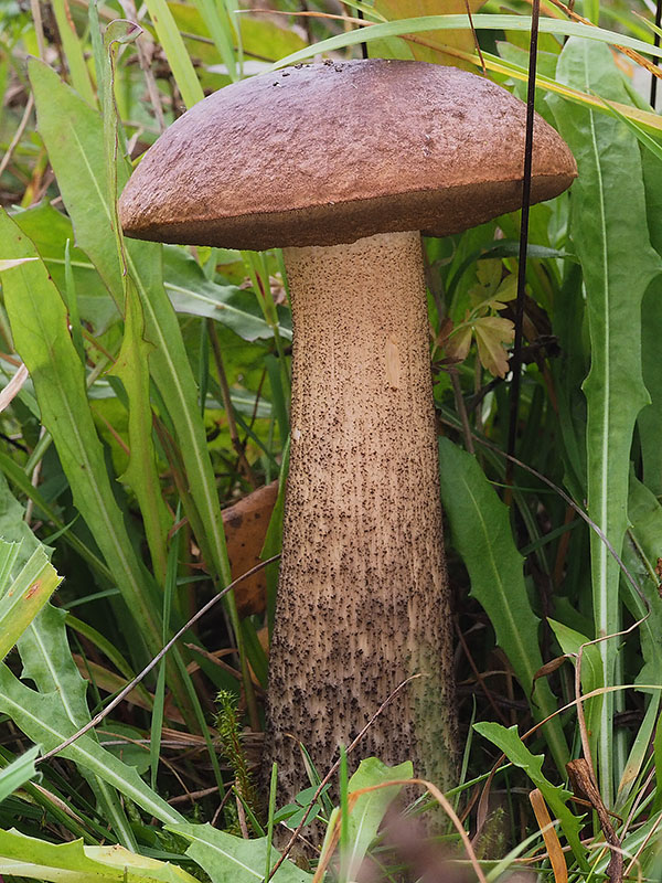 kozák brezový Leccinum scabrum (Bull.) Gray