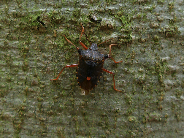 bzdocha červenonohá Pentatoma rufipes