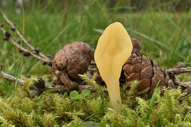 lopatička žltkastá Spathularia flavida Pers.