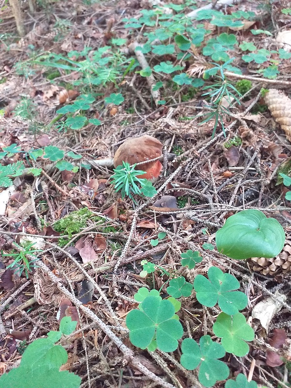 hríb zrnitohlúbikový Sutorius luridiformis (Rostk.) G. Wu & Zhu L. Yang