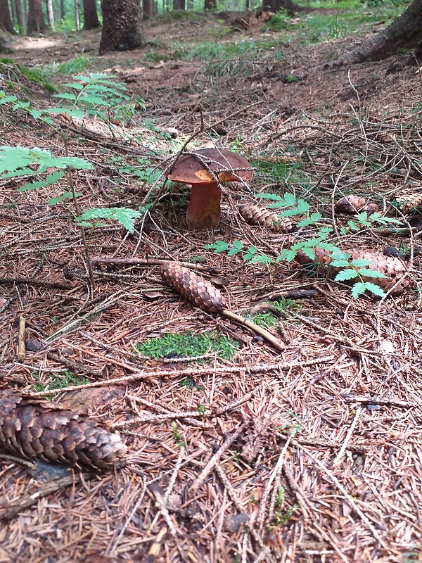 hríb zrnitohlúbikový Sutorius luridiformis (Rostk.) G. Wu & Zhu L. Yang