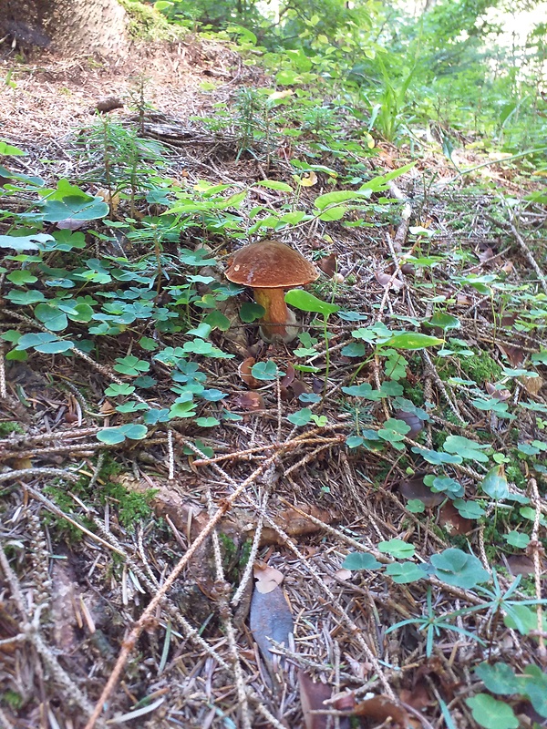 hríb zrnitohlúbikový Sutorius luridiformis (Rostk.) G. Wu & Zhu L. Yang