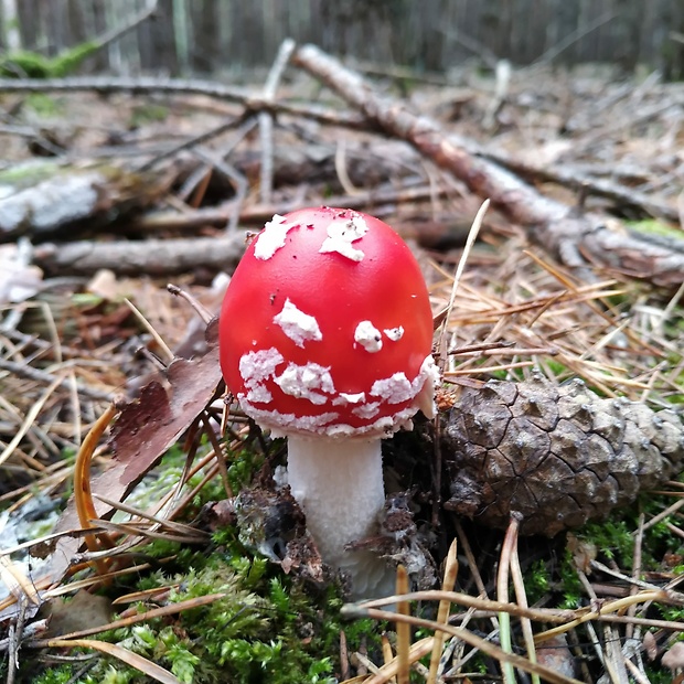 muchotrávka červená Amanita muscaria (L.) Lam.