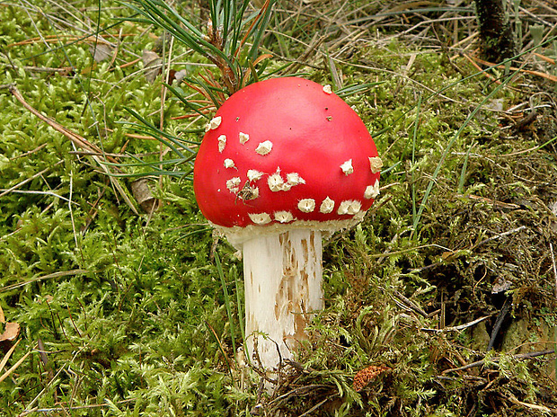 muchotrávka červená Amanita muscaria (L.) Lam.