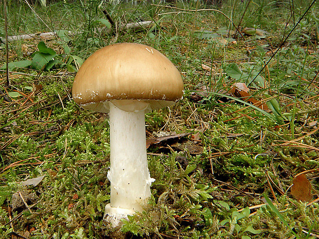 muchotrávka tigrovaná Amanita pantherina (DC.) Krombh.