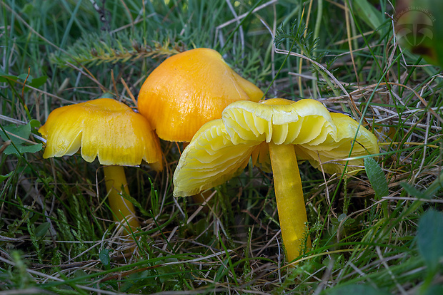 lúčnica citrónovožltá Hygrocybe chlorophana (Fr.) Wünsche