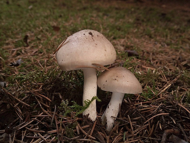 šťavnačka voňavá Hygrophorus agathosmus (Fr.) Fr.