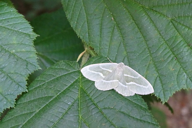 listnatka smreková  Hylaea fasciaria