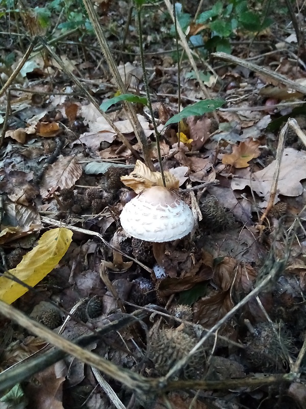 bedľa štíhla Macrolepiota mastoidea (Fr.) Singer