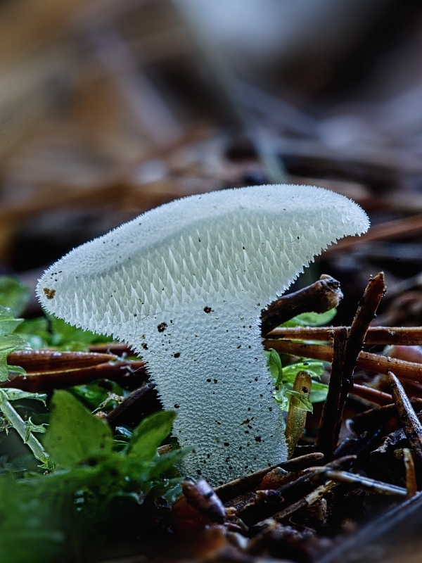 pajelenka želatínová Pseudohydnum gelatinosum (Scop.) P. Karst.