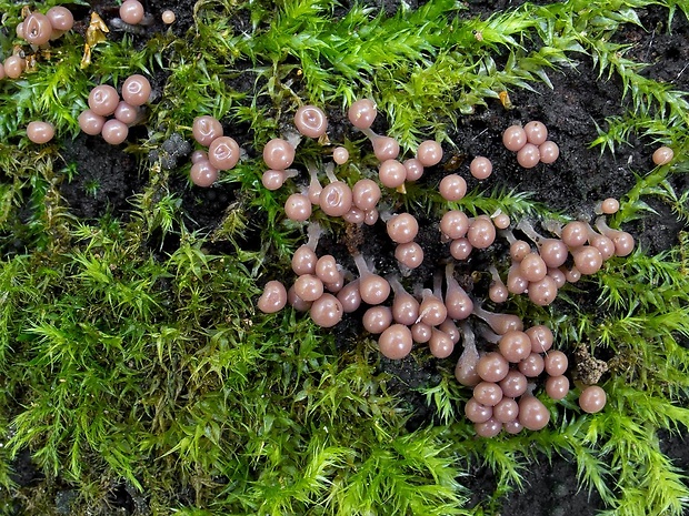 vlasnačka Trichia sp.