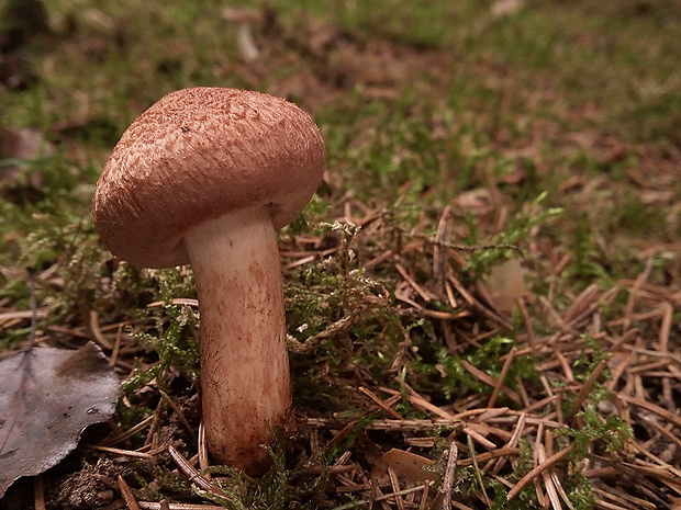 čírovka škridlicovitá Tricholoma vaccinum (Schaeff.) P. Kumm.