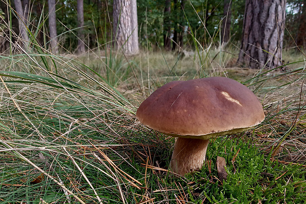 hríb smrekový Boletus edulis Bull.