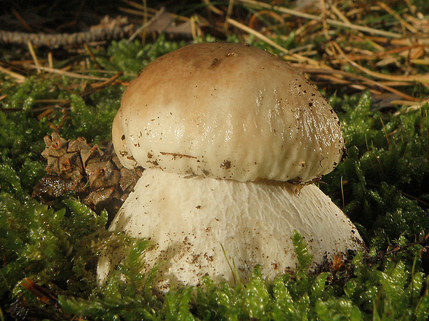 hríb smrekový Boletus edulis Bull.