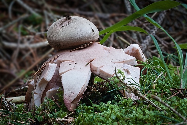 hviezdovka červenkastá Geastrum rufescens Pers.