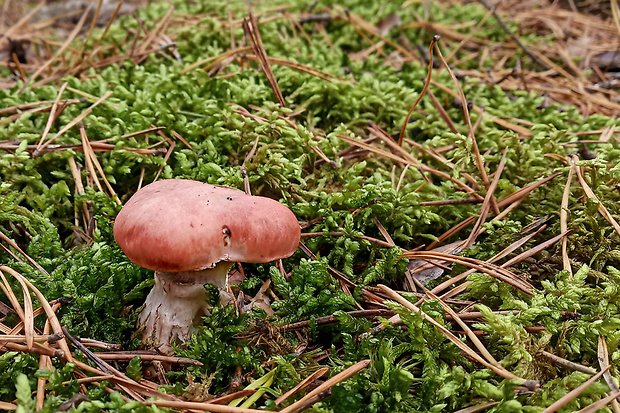 sliziak ružový Gomphidius roseus (Fr.) Oudem.